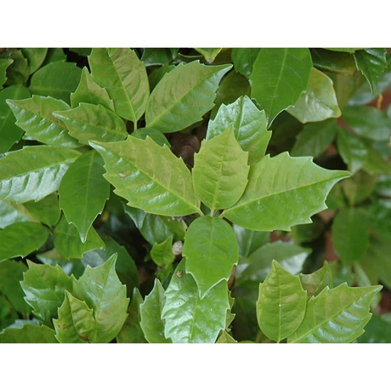 Japán babérsom   AUCUBA JAPONICA ROZANNIE 20/30 CS17