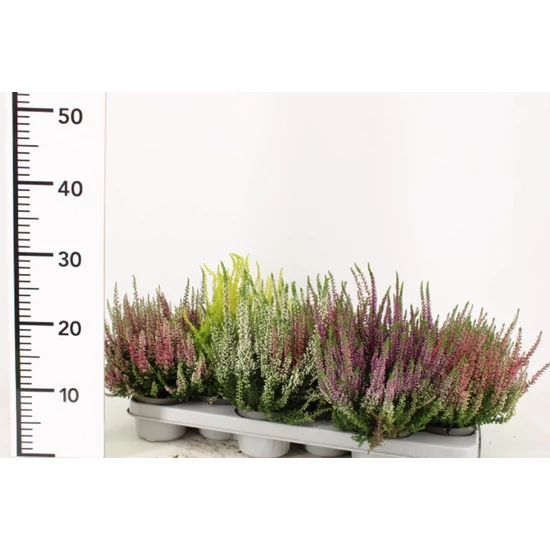 Csarab    CALLUNA VULGARIS BEAUTY LADIES 15/20 CS9,5
