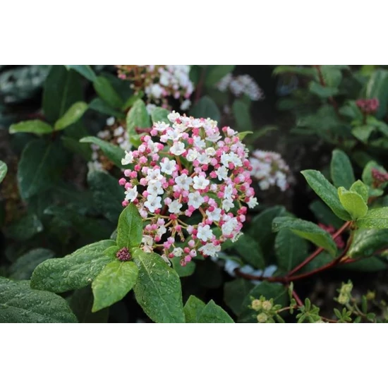 Téli bangita   VIBURNUM TINUS GWENLLIAN 25/30CM CS17