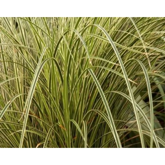 Örökzöld sás BRUNNEA VARIEGATA 25/30 K2 
