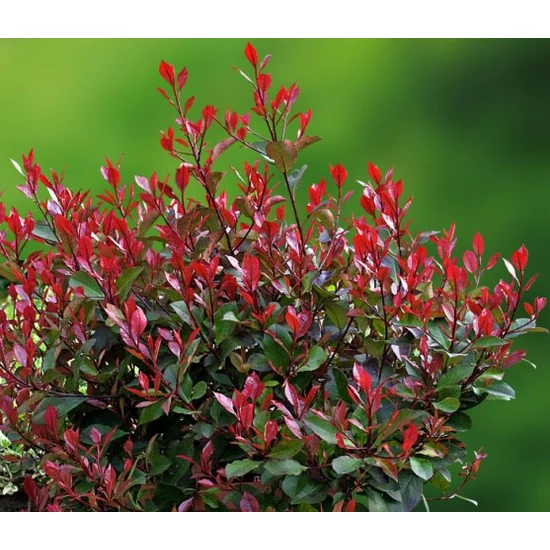 Örökzöld korallberkenye   PHOTINIA FRASERI LITTLE RED ROBIN K3