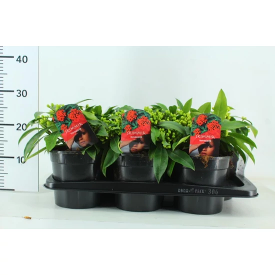 Kínai dérbabér   SKIMMIA JAPONICA REEVESIANA 20/CM K2,5