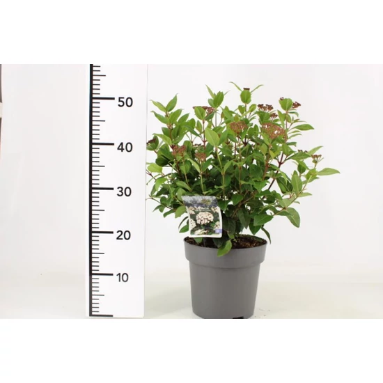 Téli bangita   VIBURNUM TINUS LADYBIRD 30/40 K4,5