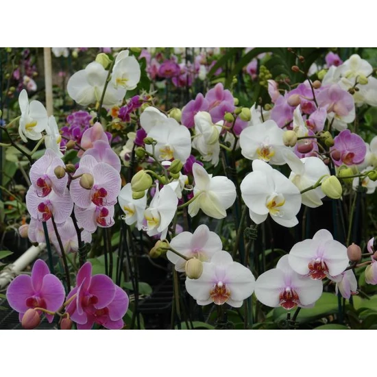 Lepkeorchidea 1 ÁGAS EX CS12 