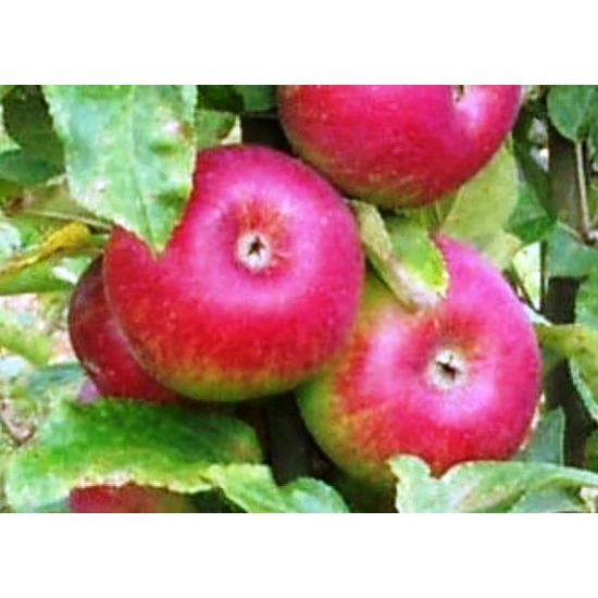 Bohémiai kalter alma Malus domestica