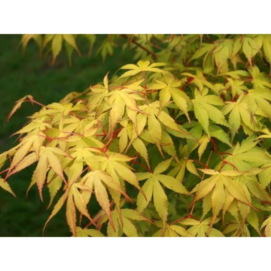 Japán juhar   ACER PALMATUM KATSURA 100/125 K15