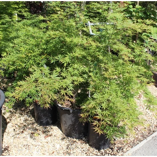 Japán juhar   ACER PALMATUM OMURAYAMA 100/125 K15
