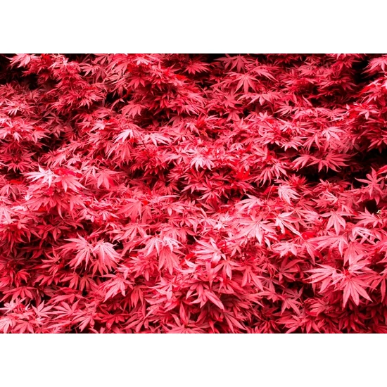 Japán juhar   ACER PALMATUM SHAINA T1/4 K9