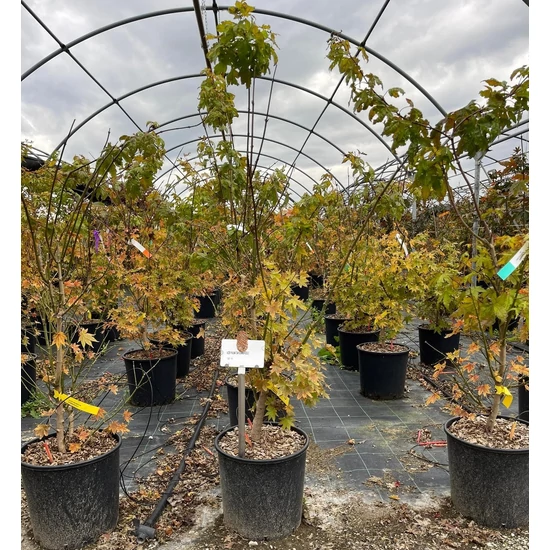 Japán juhar   ACER PALMATUM SUMMERGOLD 100/125 K15