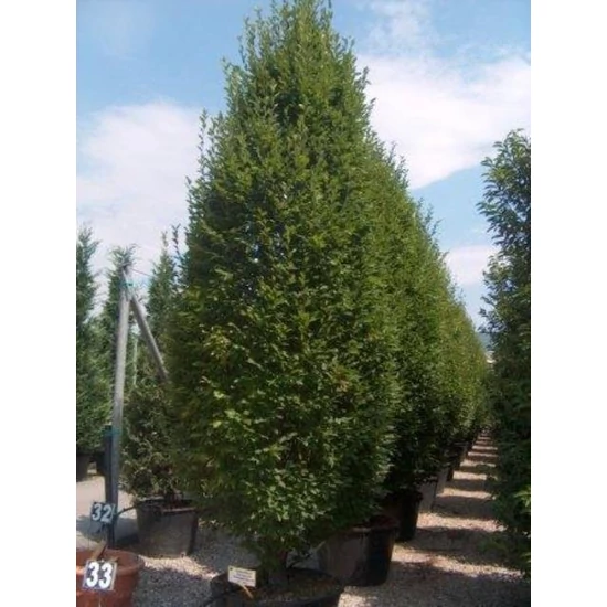 Oszlopos gyertyán   CARPINUS BETULUS PYRAMIDALIS KÚP 200/250 K30