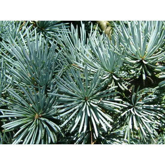 Kék atlasz cédrus  CEDRUS ATLANTICA GLAUCA 200/+ K35