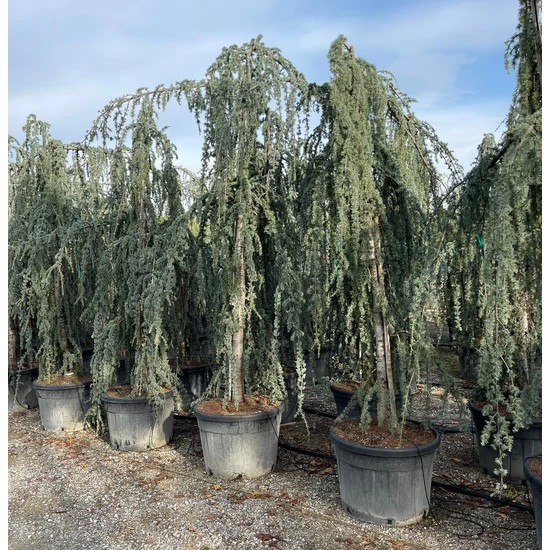 Kék csüngő atlasz cédrus CEDRUS ATLANTICA GLAUCA PENDULA 300/350 K150