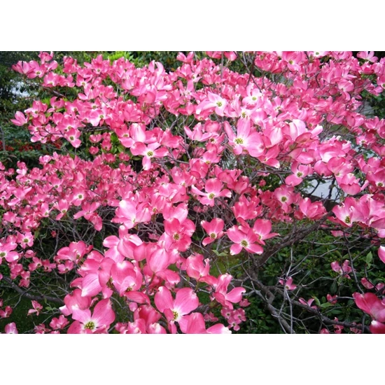 Virágos som   CORNUS FLORIDA RUBRA T1/2 K18