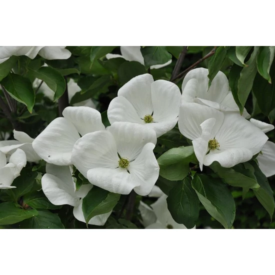 Csillagsom    CORNUS KOUSA VENUS T1/2 K18