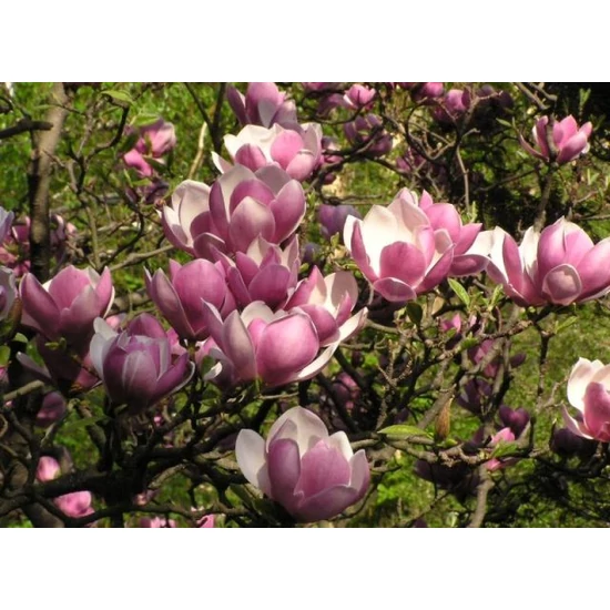 Nagyvirágú liliomfa   MAGNOLIA SOULANGEANA T1/4 K9