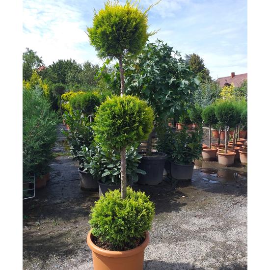 Arany lombú leyland ciprus CUPRESSOCYPARIS LEYLANDII GOLD RIDER 3 GÖMB 120/+ K25