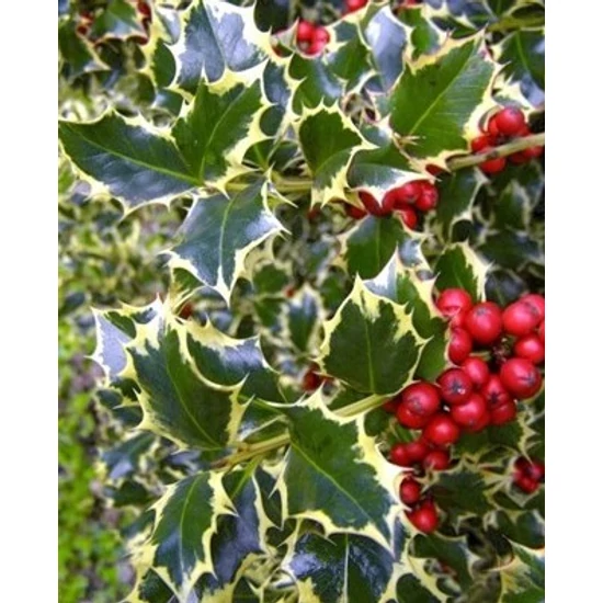 Közönséges magyal   ILEX AQUIFOLIUM ARGENTEOMARGINATA GÖMB 100/120 K70