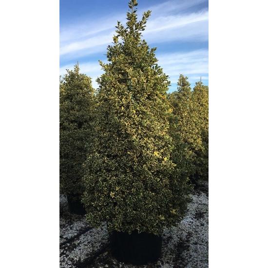 Közönséges magyal   ILEX AQUIFOLIUM ARGENTEOMARGINATA KÚP 200/250 K110