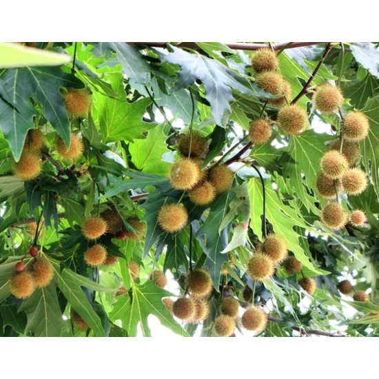Juharlevelű platán   PLATANUS ACERIFOLIA TETŐ FORMA T250 40/45 K500