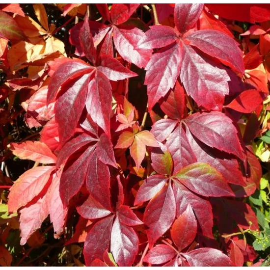 Tapadó vadszőlő   PARTHENOCISSUS QUINQUEFOLIA 150/+ K3