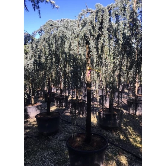 Kék csüngő atlasz cédrus CEDRUS ATLANTICA GLAUCA PENDULA 300/350 K180