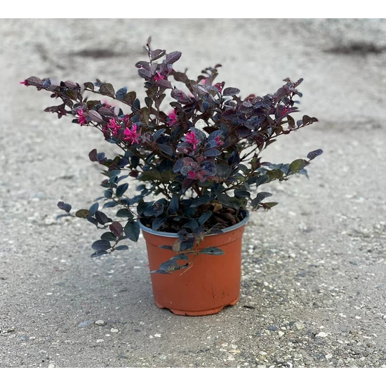 Kínai rojtosvirág   LOROPETALUM CHINENSE BLACK PEARL K3