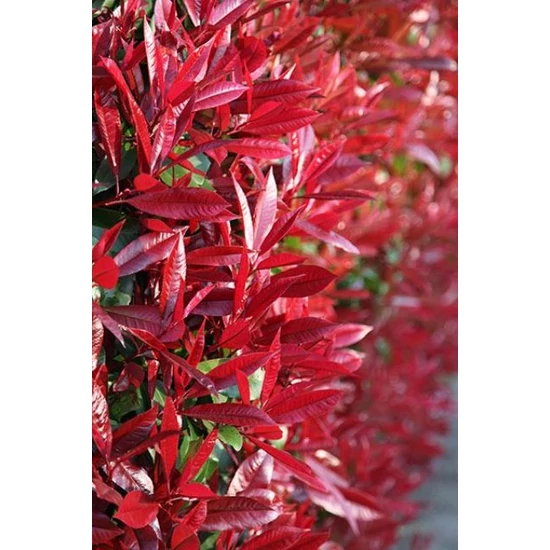 Örökzöld korallberkenye   PHOTINIA FRASERI RED ROBIN T200 18/20 KÚP KORONA K130