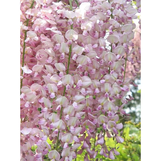 Lilaakác    WISTERIA FAJTÁK T250/+ TETŐ FORMA K40