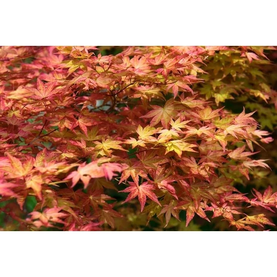 Japán juhar   ACER PALMATUM DESHOJO T1/2 16/18 K110