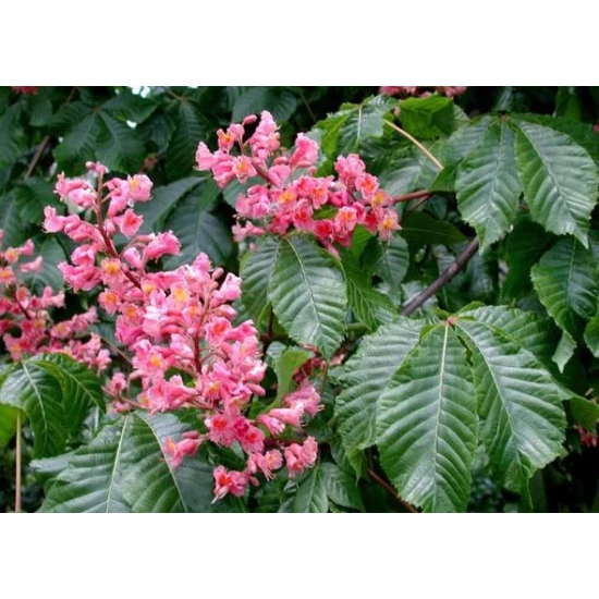 Vadgesztenye    AESCULUS CARNEA 14/16 K70