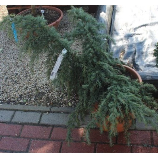 Kék terülő himalájai cédrus CEDRUS DEODARA FEELIN BLUE 50/60 K15
