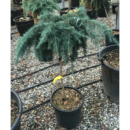 Kék terülő himalájai cédrus CEDRUS DEODARA FEELIN BLUE T1/2 K25