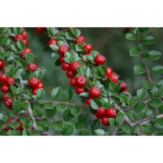 Aprólevelű madárbirs   COTONEASTER MICROPHYLLUS STREIB'S FINDLING T1/2 K15