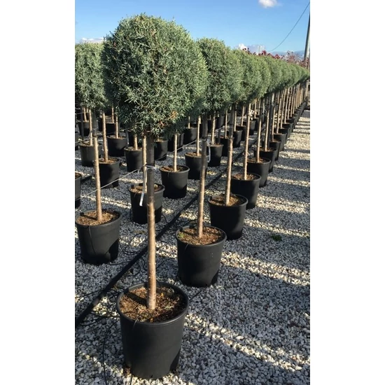 Oszlopos, kék arizoniai ciprus CUPRESSUS ARIZONICA FASTIGIATA T1/2 40/50 K25