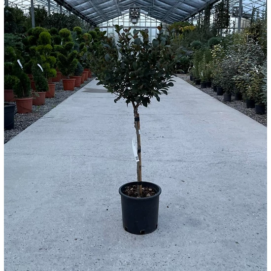 Örökzöld korallberkenye   PHOTINIA FRASERI LITTLE RED ROBIN T1/4 EXTRA K10