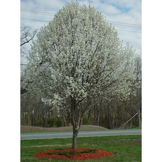 Kínai vadkörte   PYRUS CALLERYANA CHANTICLEER 12/14 K45