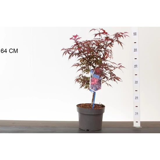 Japán juhar   ACER PALMATUM SKEETER'S BROOM 50/60 CS19