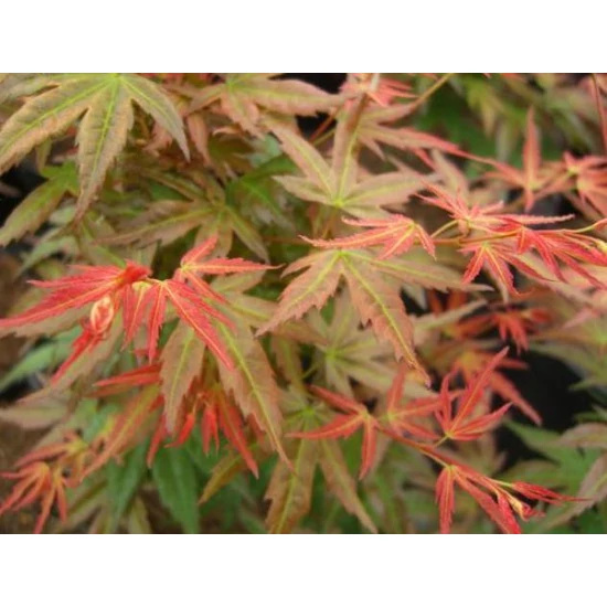 Japán juhar   ACER PALMATUM WILSONS PINK DWARF 55CM K3