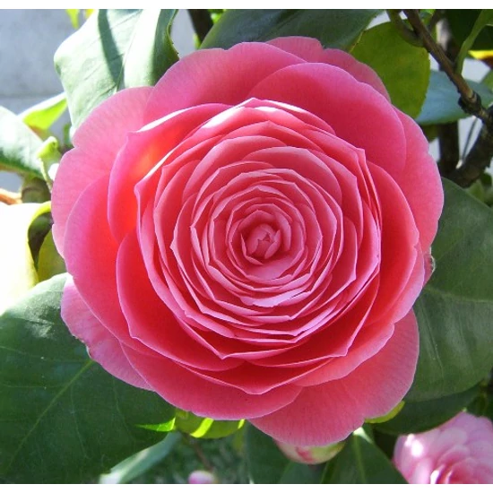 Kamélia   CAMELLIA JAPONICA FAJTÁK 45/60 CS15