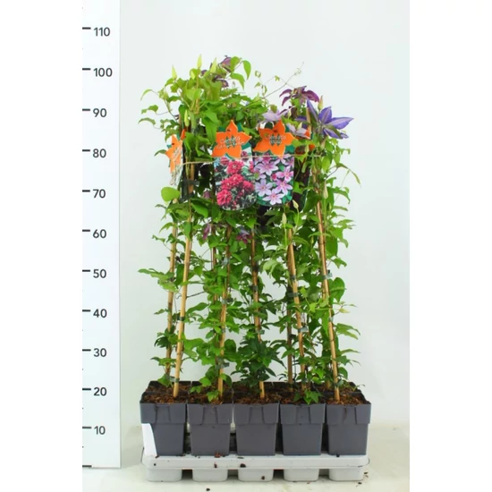Iszalag    CLEMATIS FAJTÁK 80CM K2