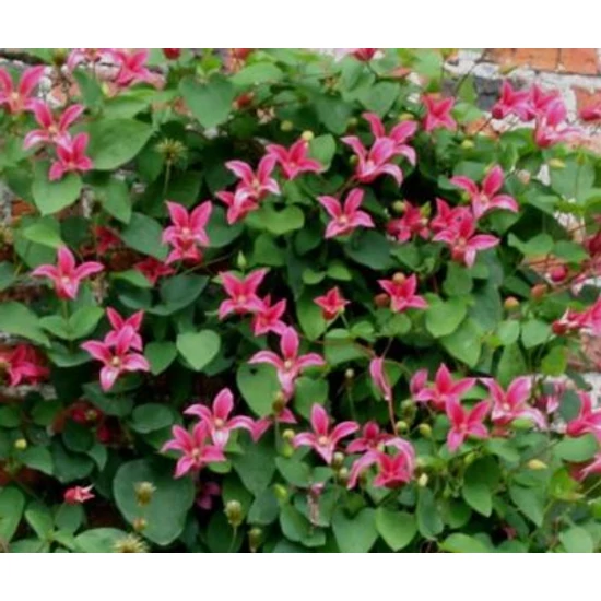 Iszalag    CLEMATIS TEXENSIS PRINCESS DIANA 80CM K2