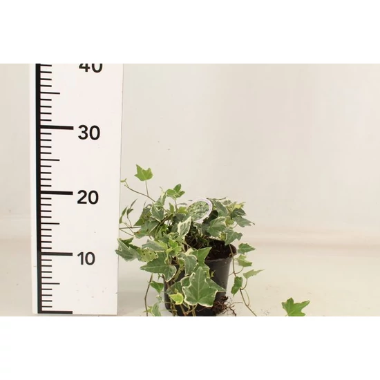 Közönséges borostyán   HEDERA HELIX WHITE RIPPLE 20/25CM CS14