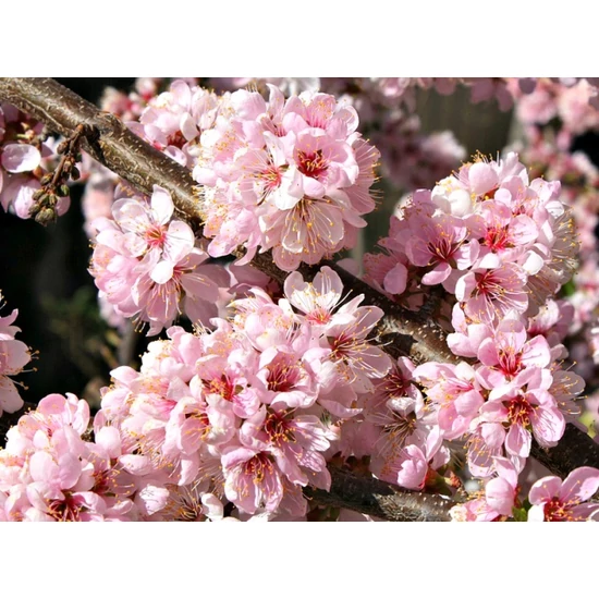 Törpe díszszilva   PRUNUS ELVINS T60 CS19