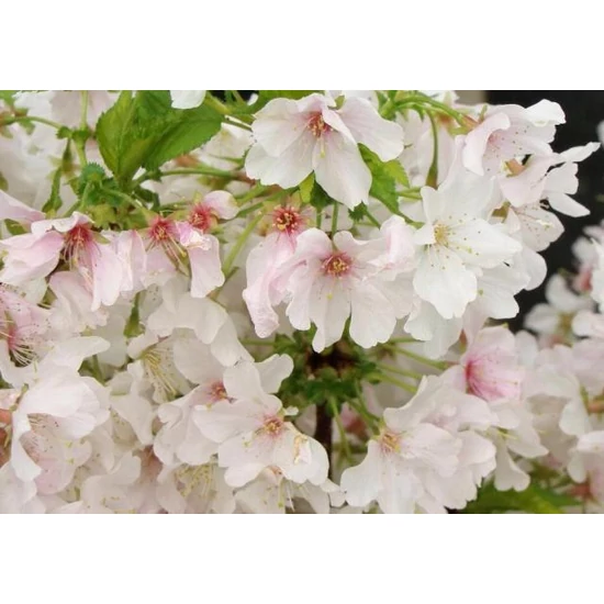 Japán hegyicseresznye   PRUNUS NIPPONICA BRILLANT T60 CS19