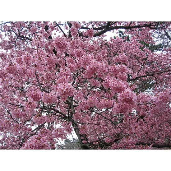 Díszcseresznye    PRUNUS OKAME T60 CS19