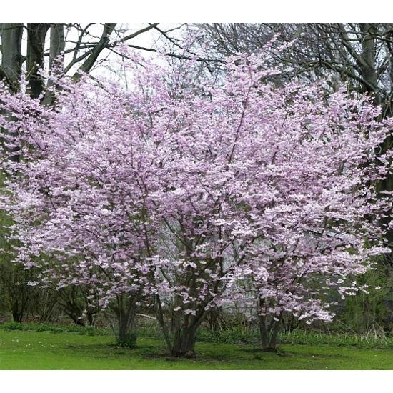 Őszi díszcseresznye   PRUNUS SUBHIRTELLA AUTUMNALIS ROSEA T60 CS19