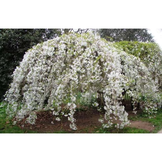 Jedoi díszcseresznye   PRUNUS YEDOENSIS IVENSII T60 CS19