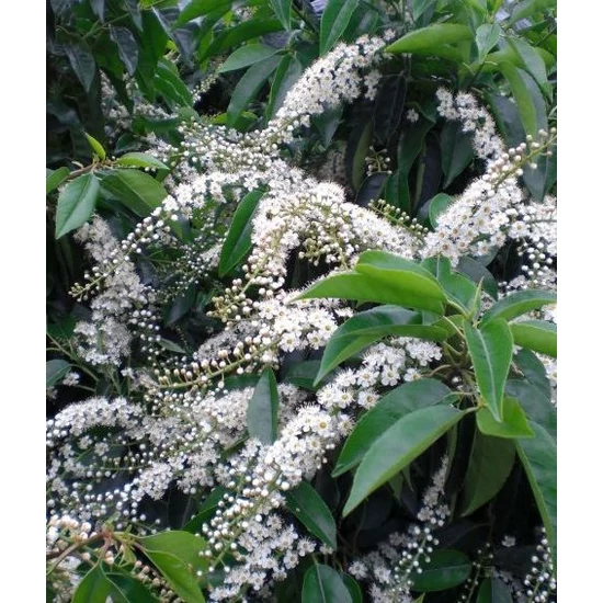 Portugál babérmeggy   PRUNUS LUSITANICA ANGUSTIFOLIA 30/35 K2