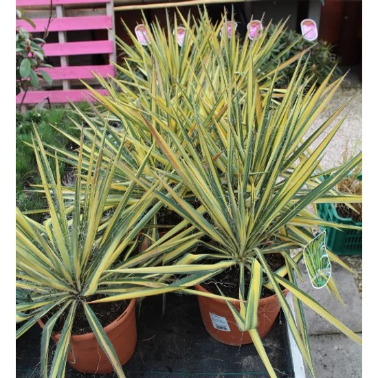 Fürtös pálmaliliom   YUCCA FILAMENTOSA COLOR GOLD CS15