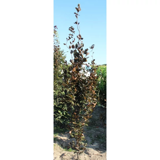 Vérbükk    FAGUS SYLVATICA ATROPURPUREA 60/80 K2